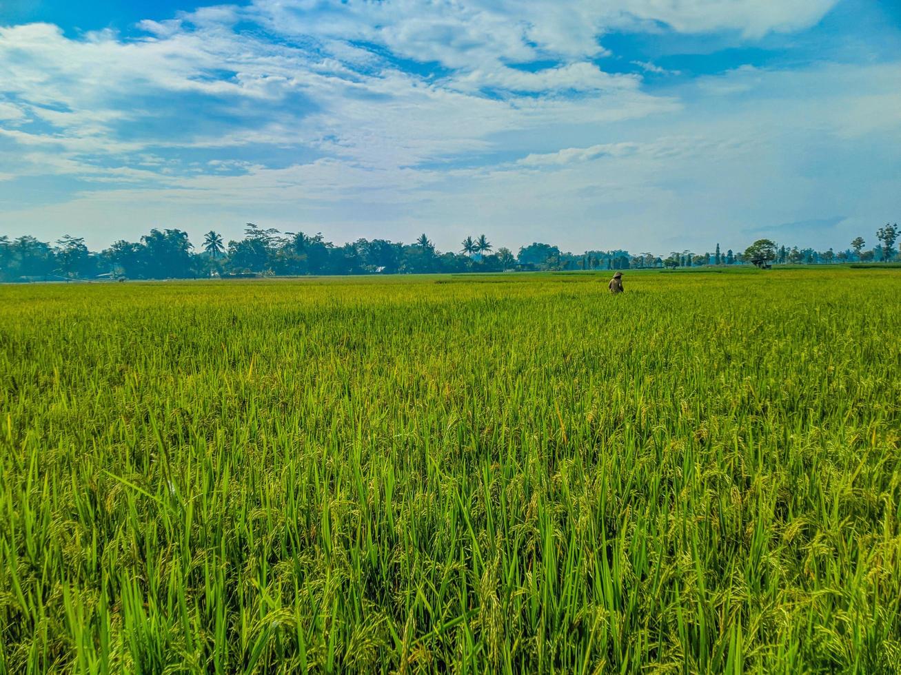 Traditional rice farming landscape of rice fields and blue sky. photo