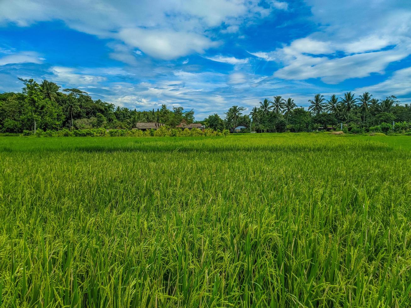 Traditional rice farming landscape of rice fields and blue sky. photo