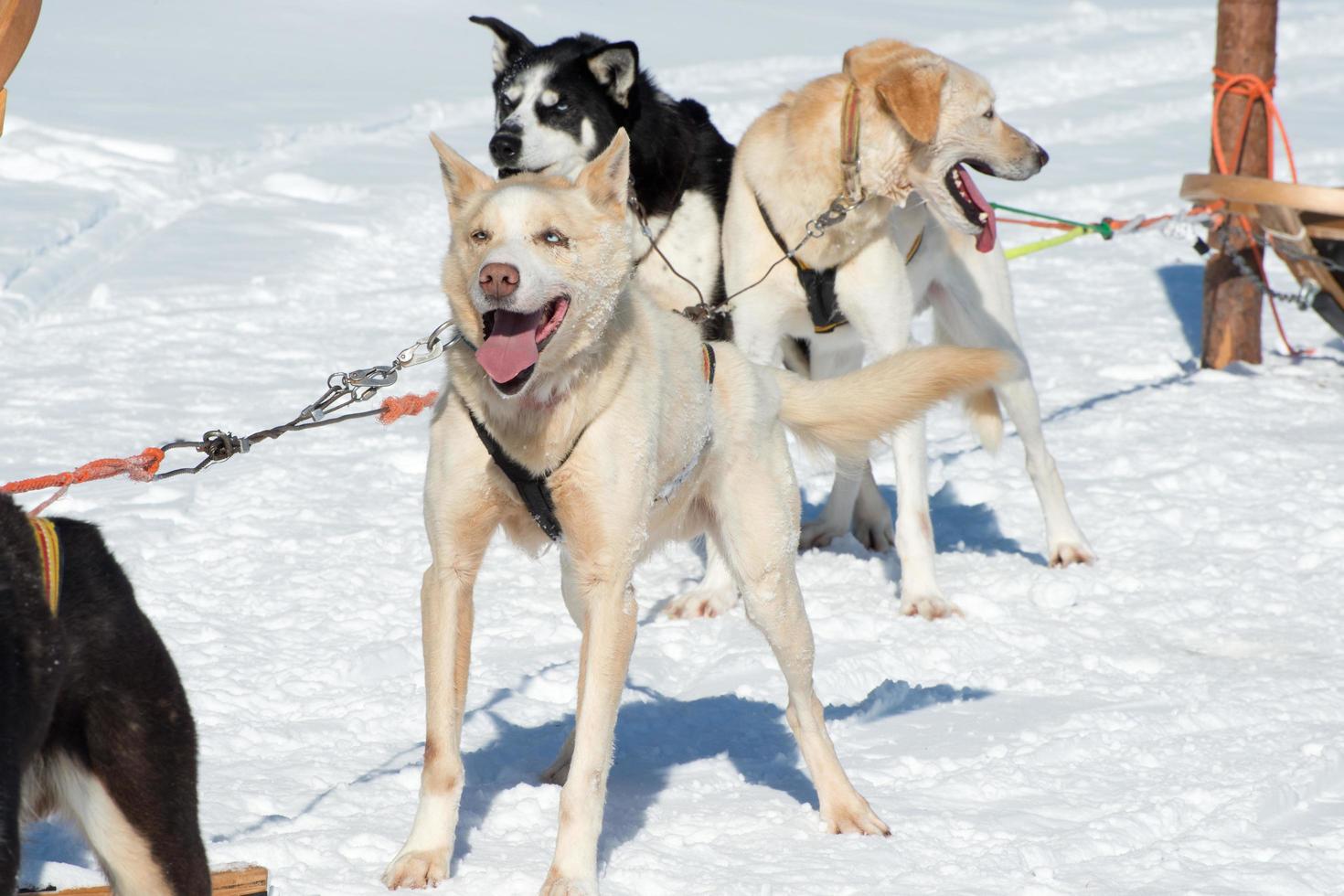 Husky dogs guiding a sleigh photo