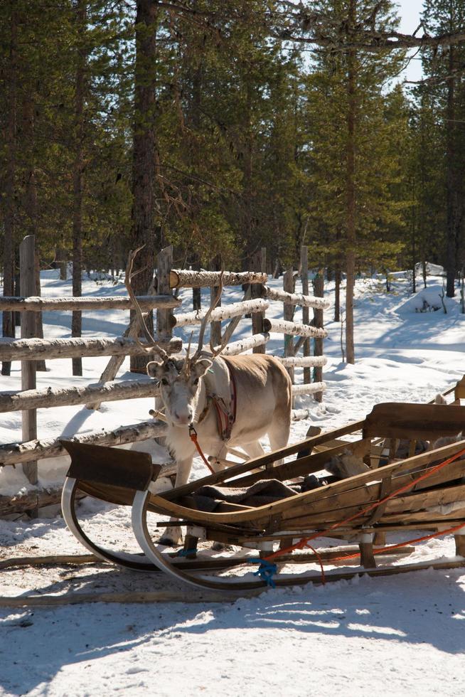 Portrait of a reindeer and a wooden sleigh photo