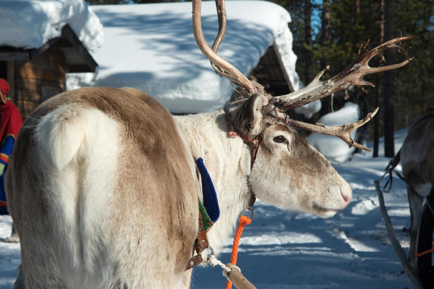 Portrait of a reindeer seen from its right photo