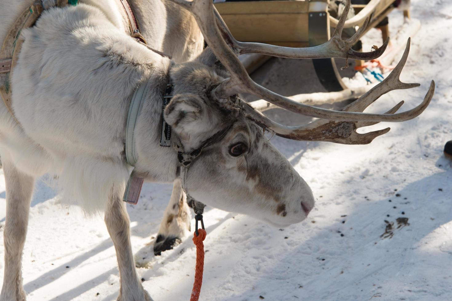 Portrait of a reindeer and a wooden sleigh photo