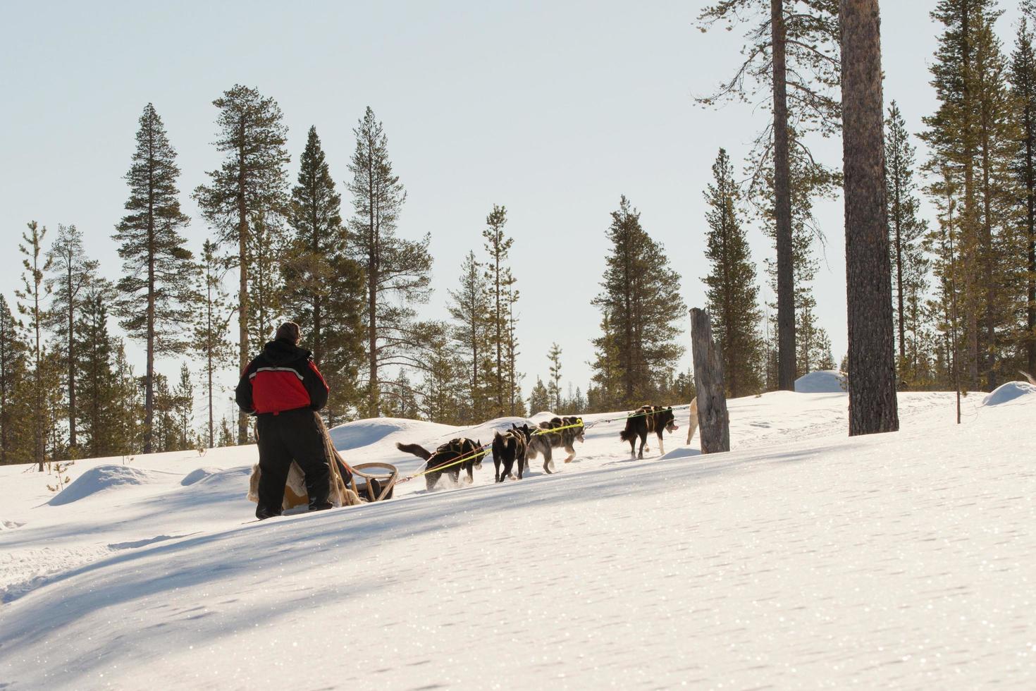 Sleigh dog ridding in a beautiful landscape photo