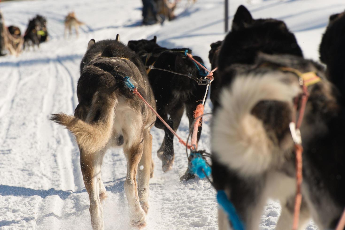 Picture of husky dogs while enjoying a sleigh dog ride photo