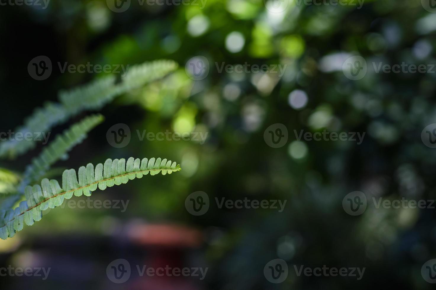 Fern leaves grow in the garden. Blurred green ecological landscape forming natural wall photo