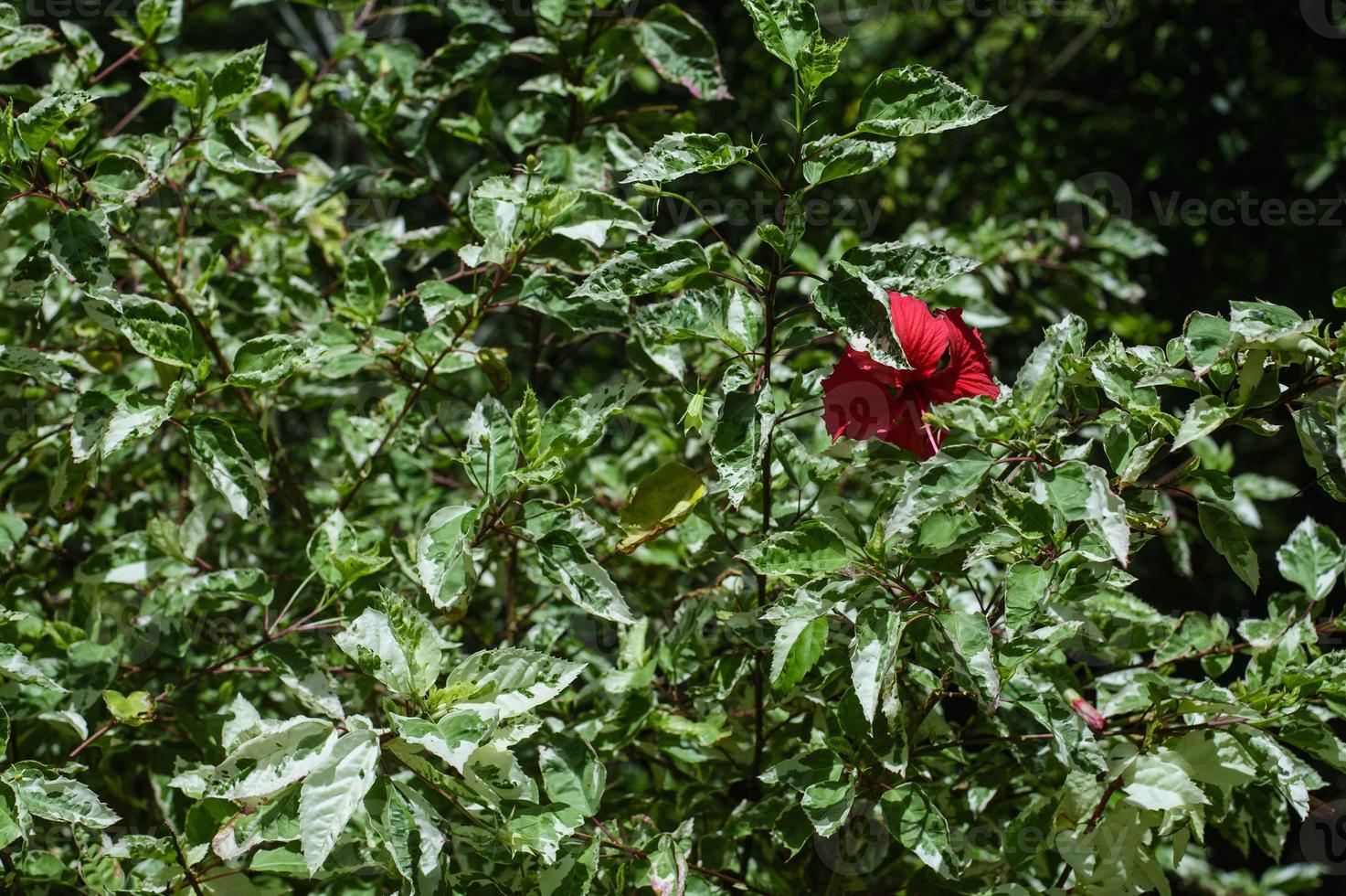 Garden flower forming a red dot on a green background photo