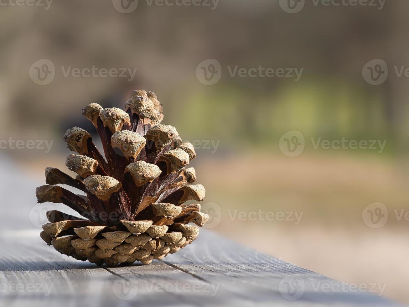 Pine cone on a bench in the park. Decoration from nature. Detail shot in autumn. photo