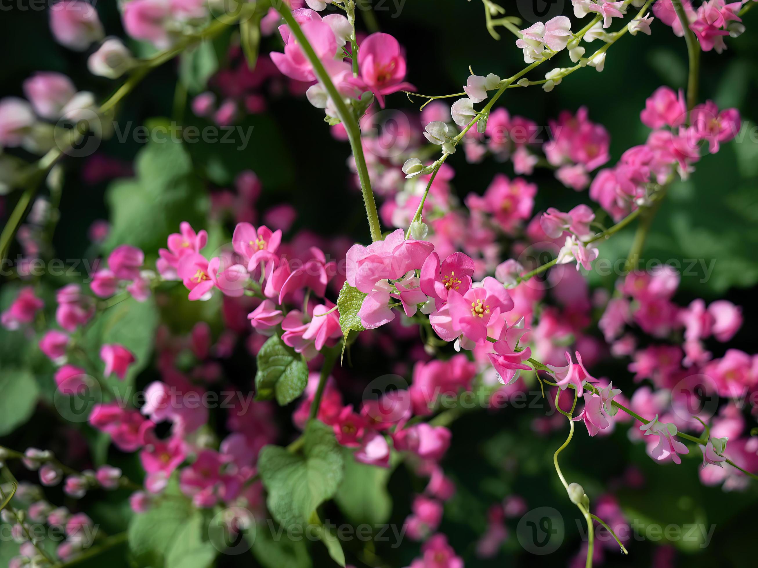 Small pink flowers Antigonon leptopus Hook, Tigon flowers, small ivy, Pink  vine flowers, Mexican creeper, Chain of love, Creeper Flower, Coral vine,  Heart shape, triangle, selective focus, close up 20451997 Stock Photo