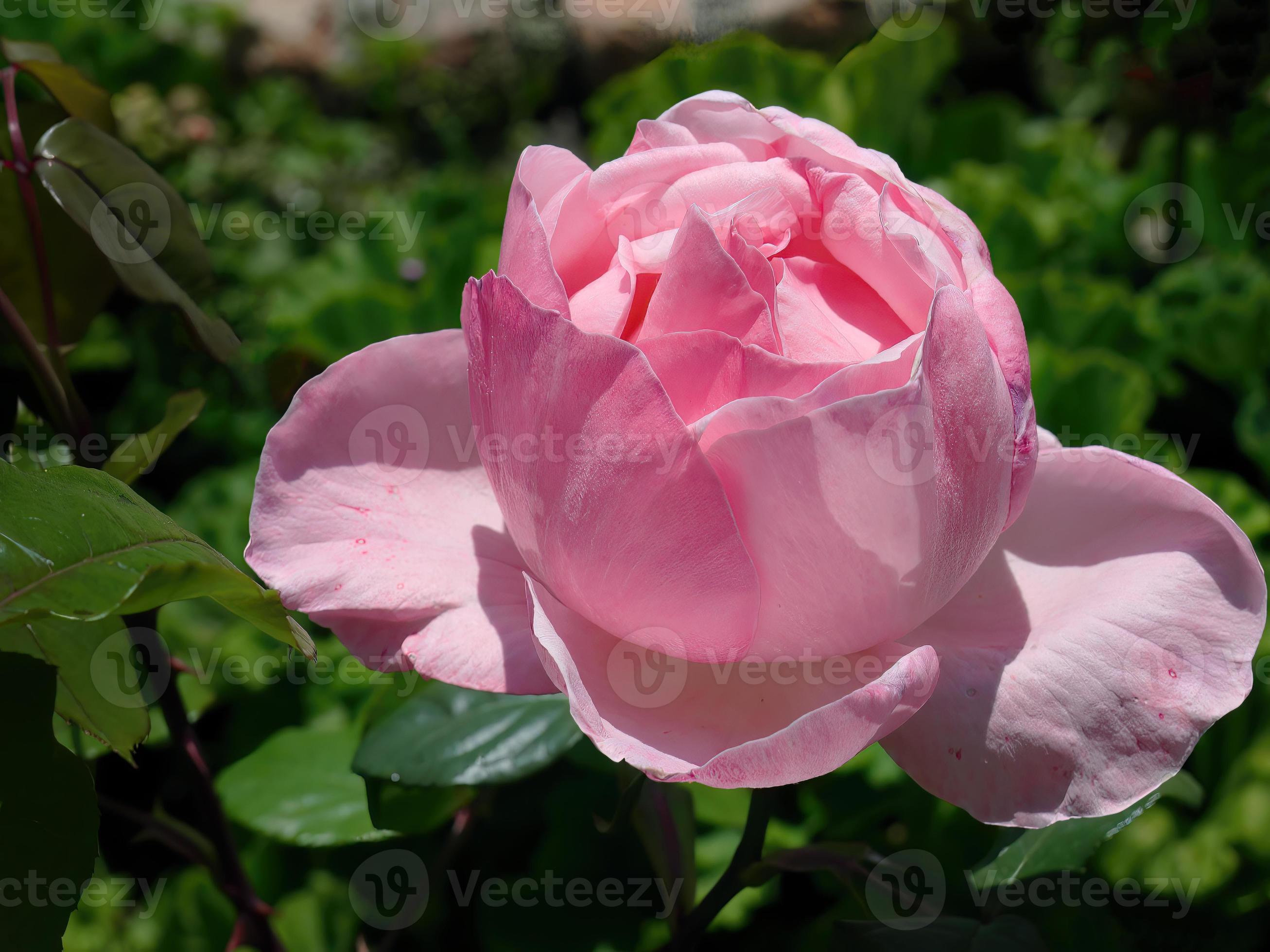 Queen Elizabeth Grandiflora Rose