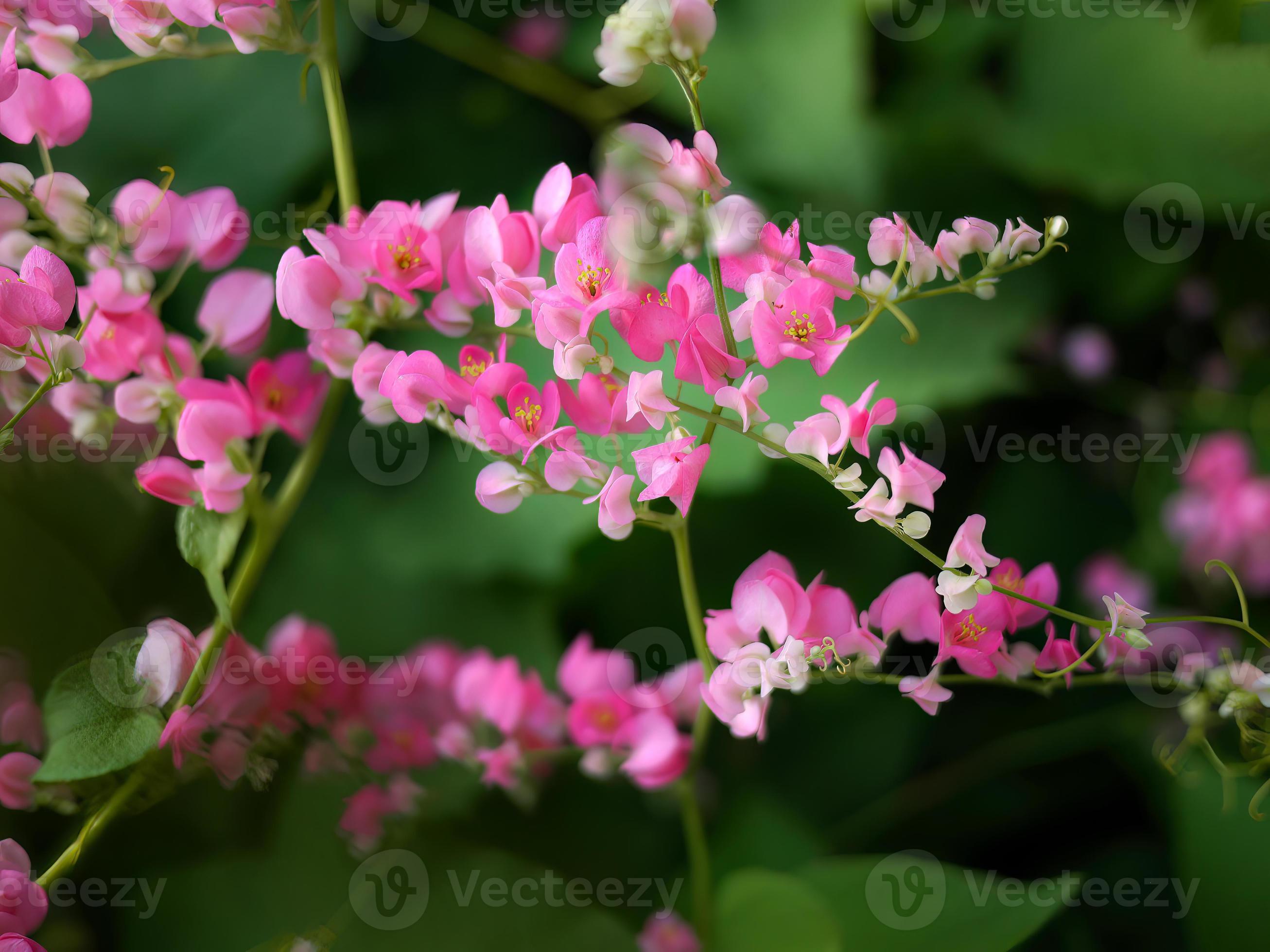 Small pink flowers Antigonon leptopus Hook, Tigon flowers, small ivy, Pink  vine flowers, Mexican creeper, Chain of love, Creeper Flower, Coral vine,  Heart shape, triangle, selective focus, close up 20451997 Stock Photo