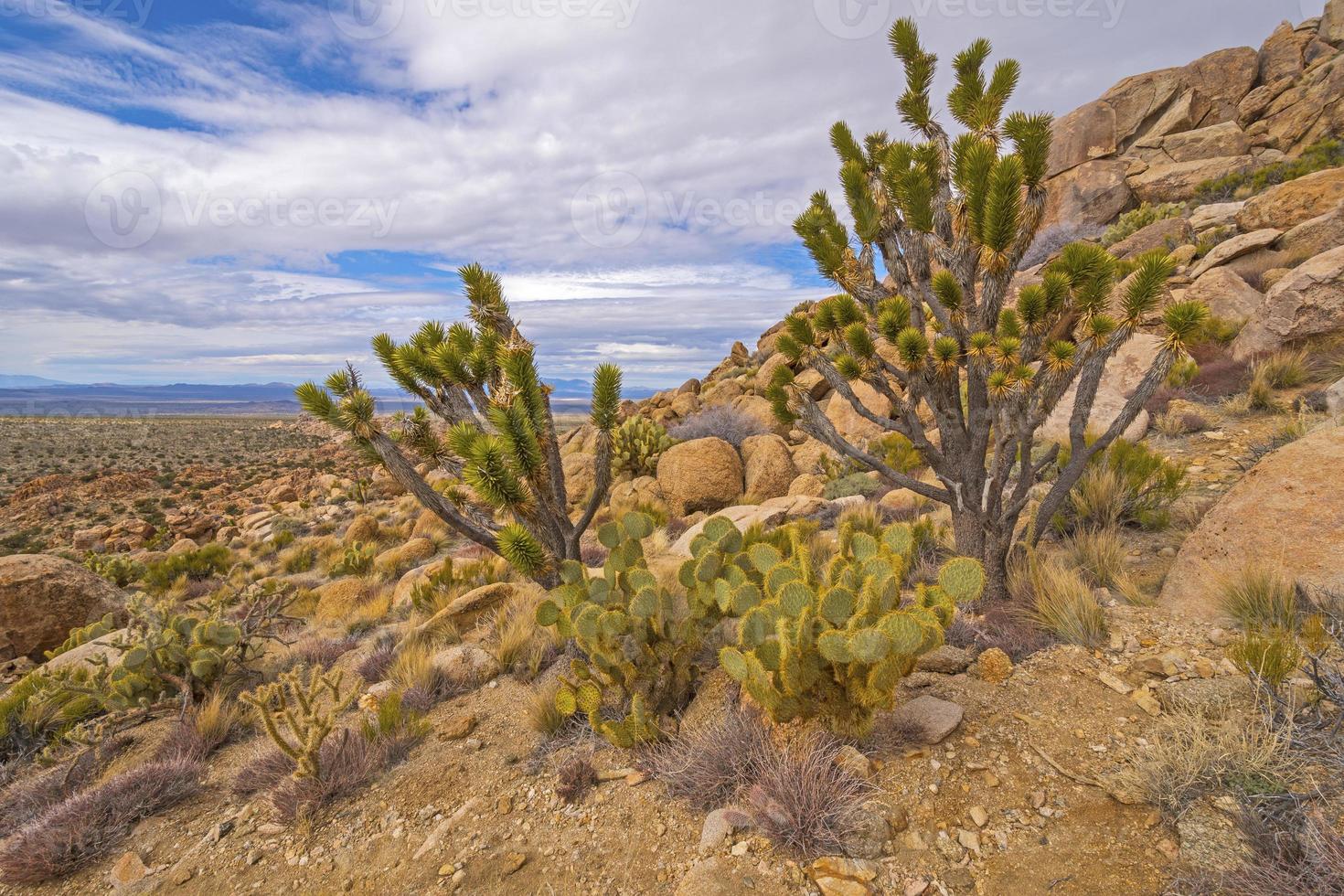 Desierto floral monitor en un remoto pico foto