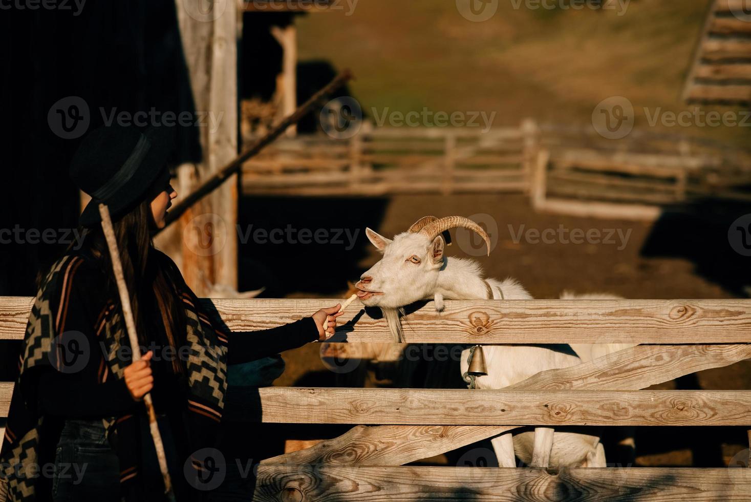 A young beautiful woman feeds a goat behind a fence photo