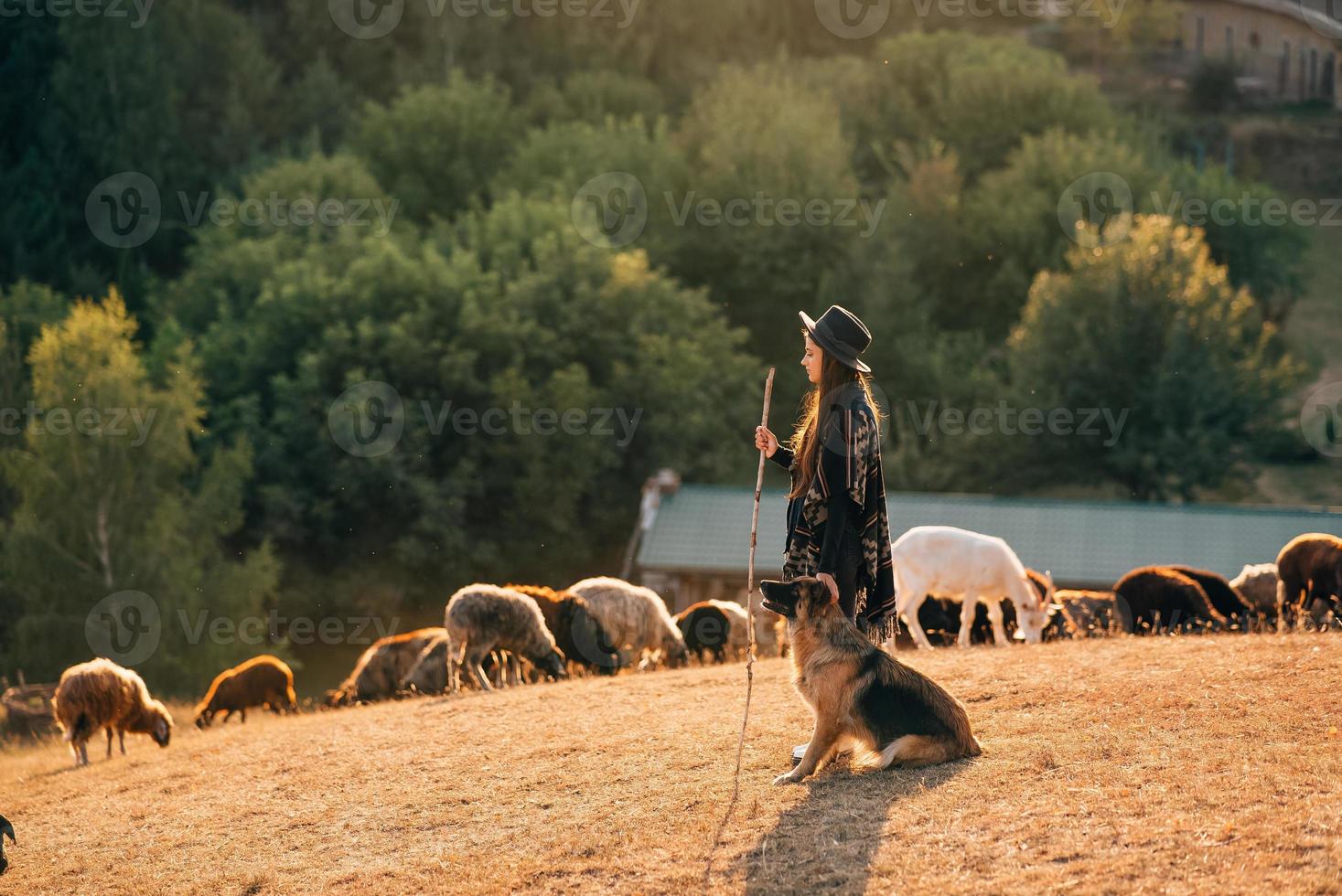 pastora con un perro pasta un rebaño en el césped foto