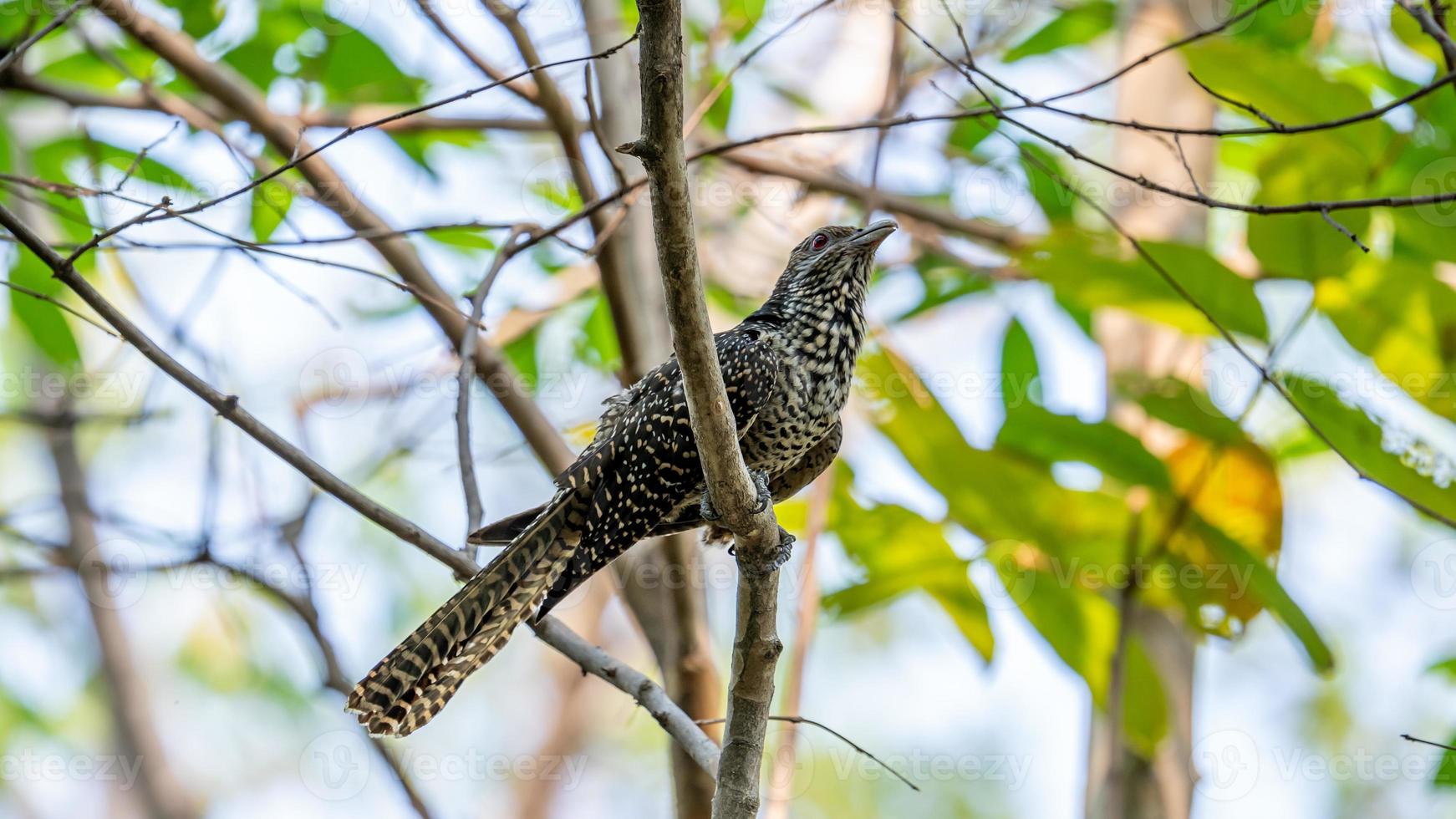 A female Asian koel perched on tree photo