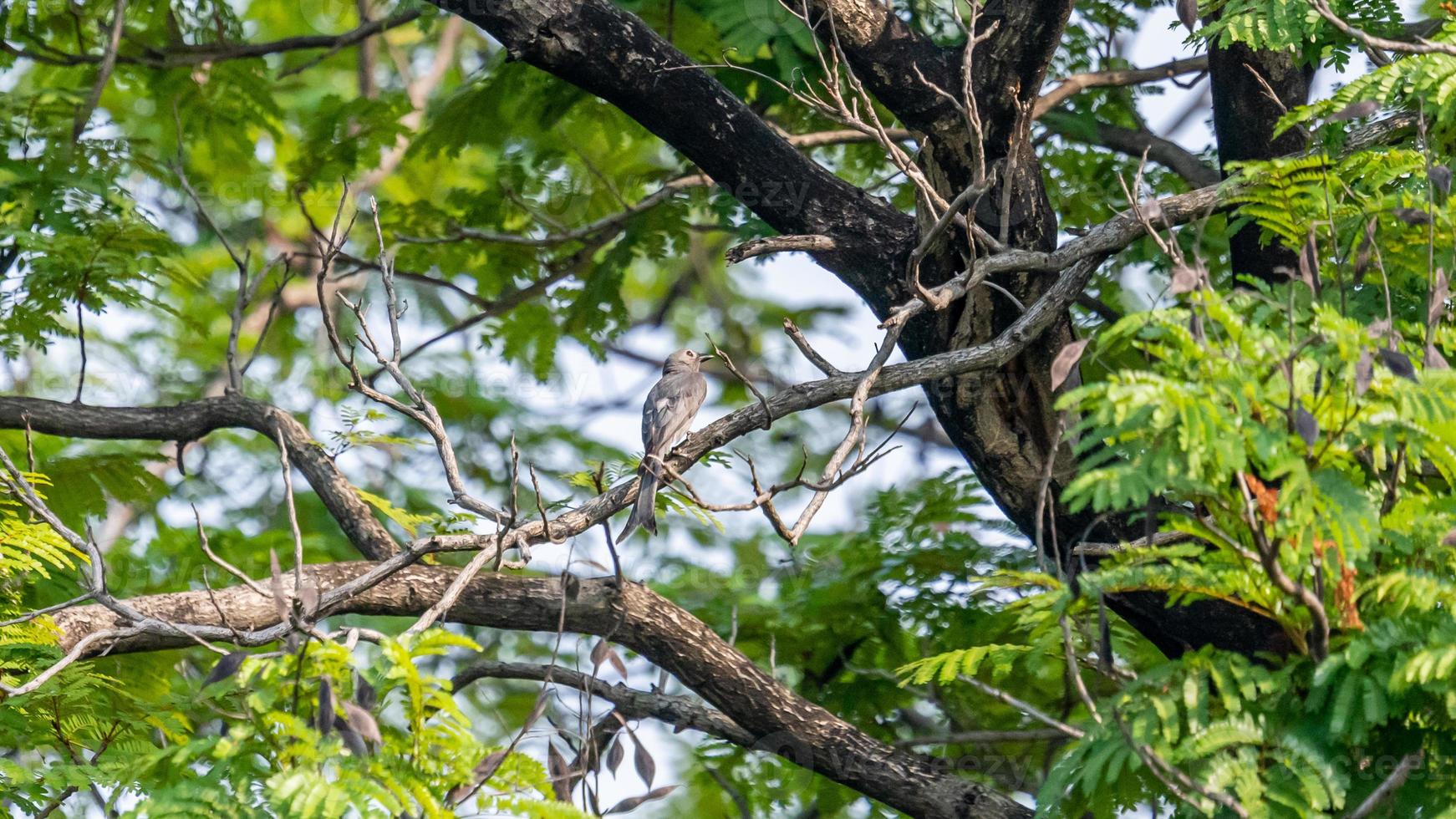 Ashy Drongo perched on tree photo