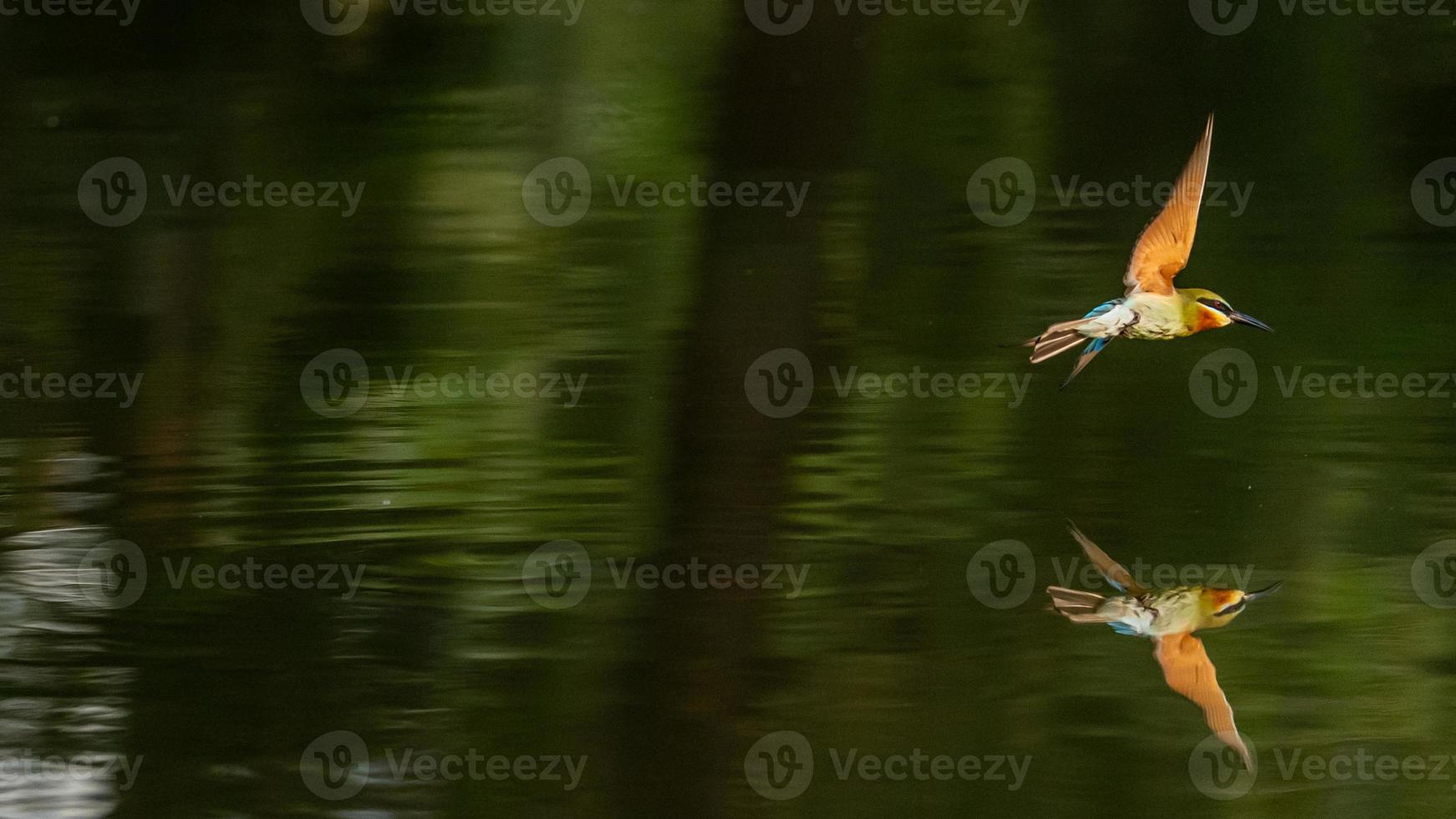 blue tailed bee eater flying over the pond in nature photo