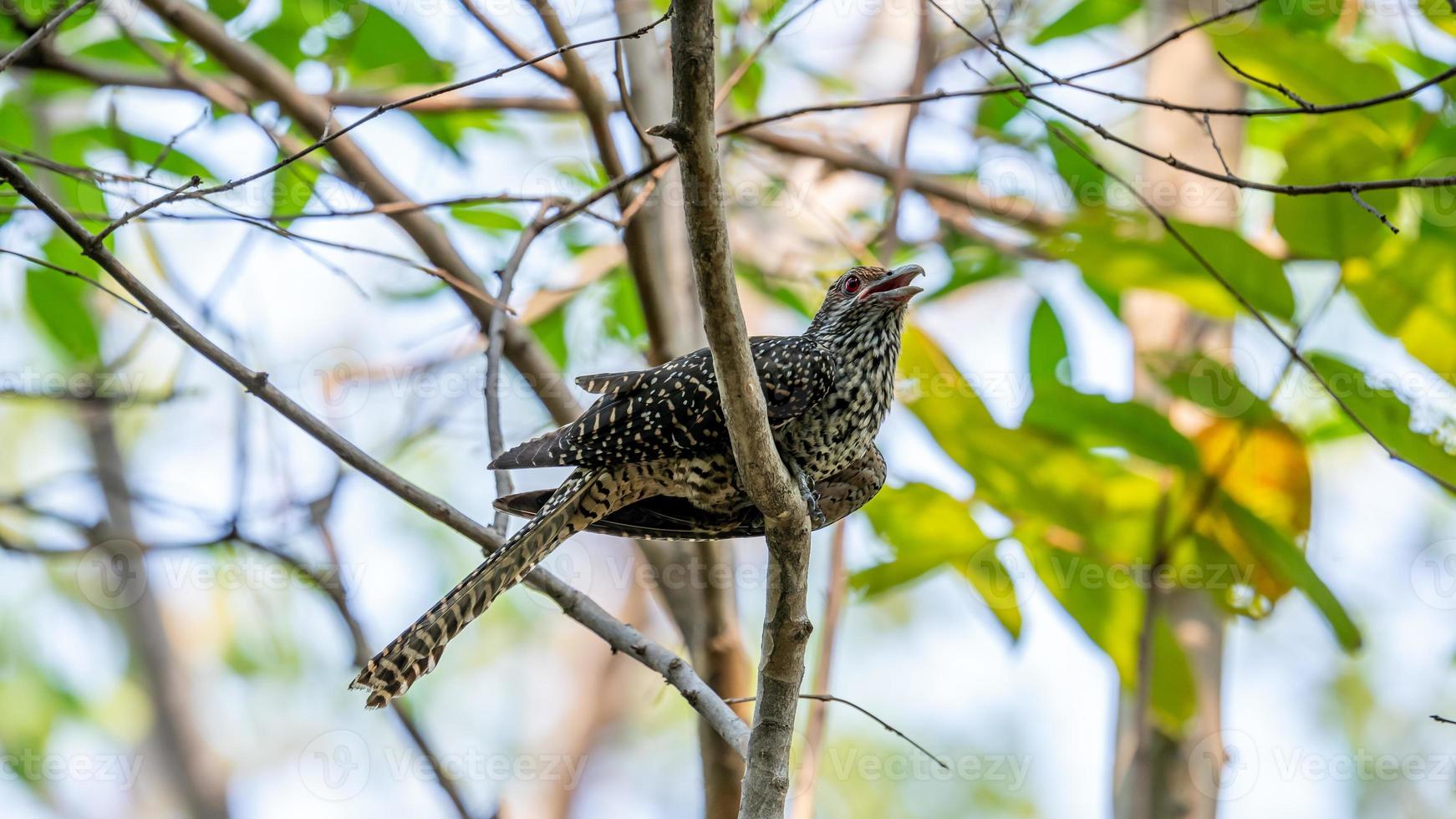 A female Asian koel perch on the branch photo