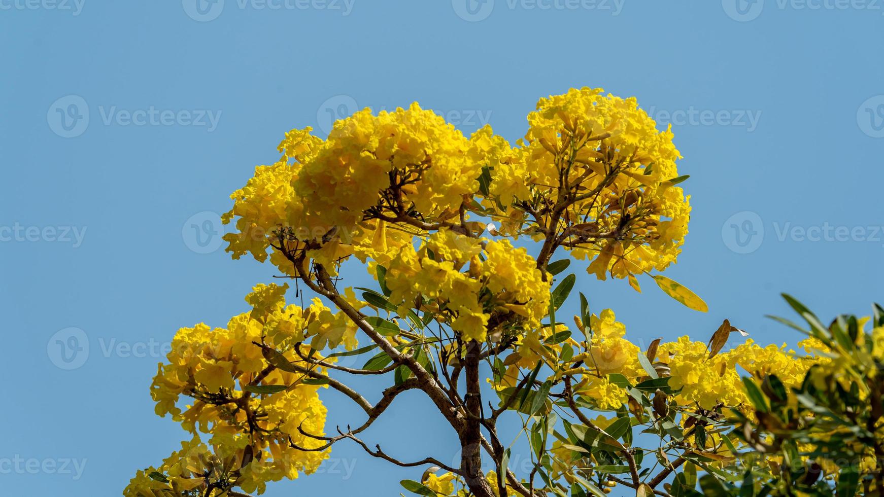 Yellow Trumpet Tree blooming in nature photo