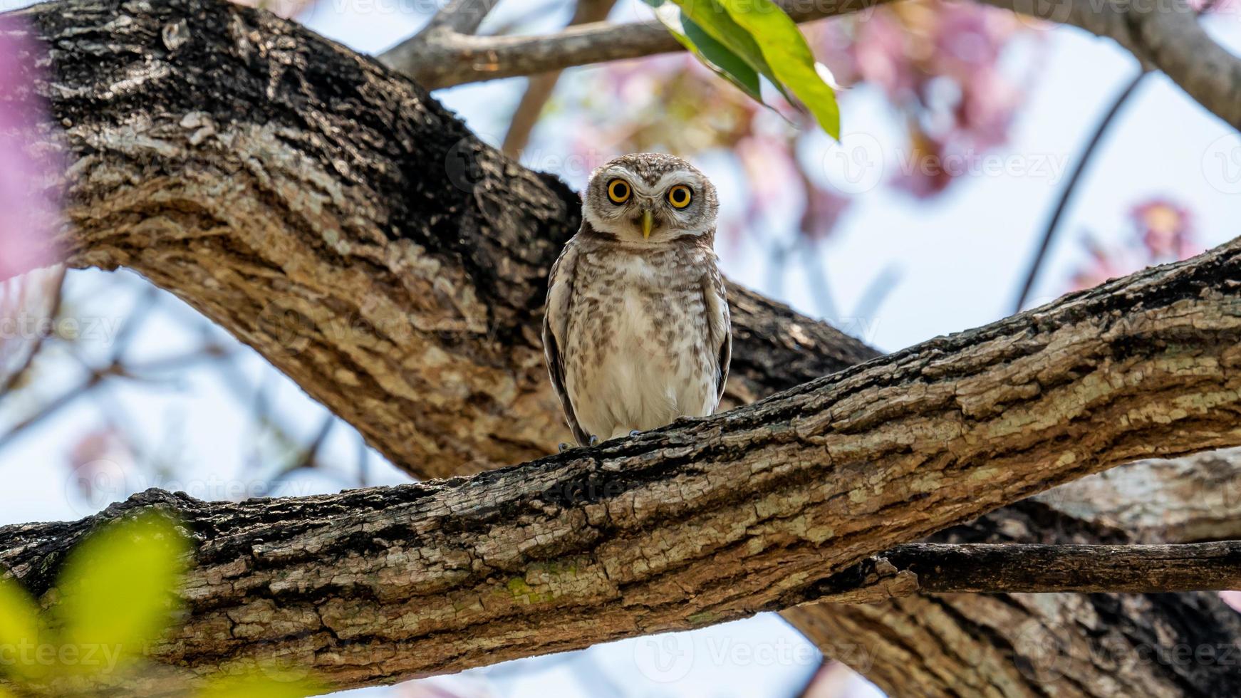 mochuelo manchado posado en un árbol foto