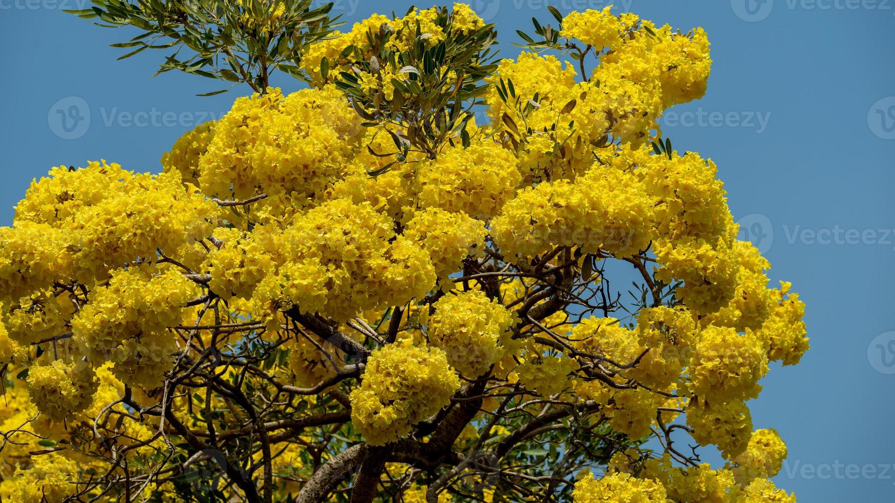 Yellow Trumpet Tree blooming in nature photo