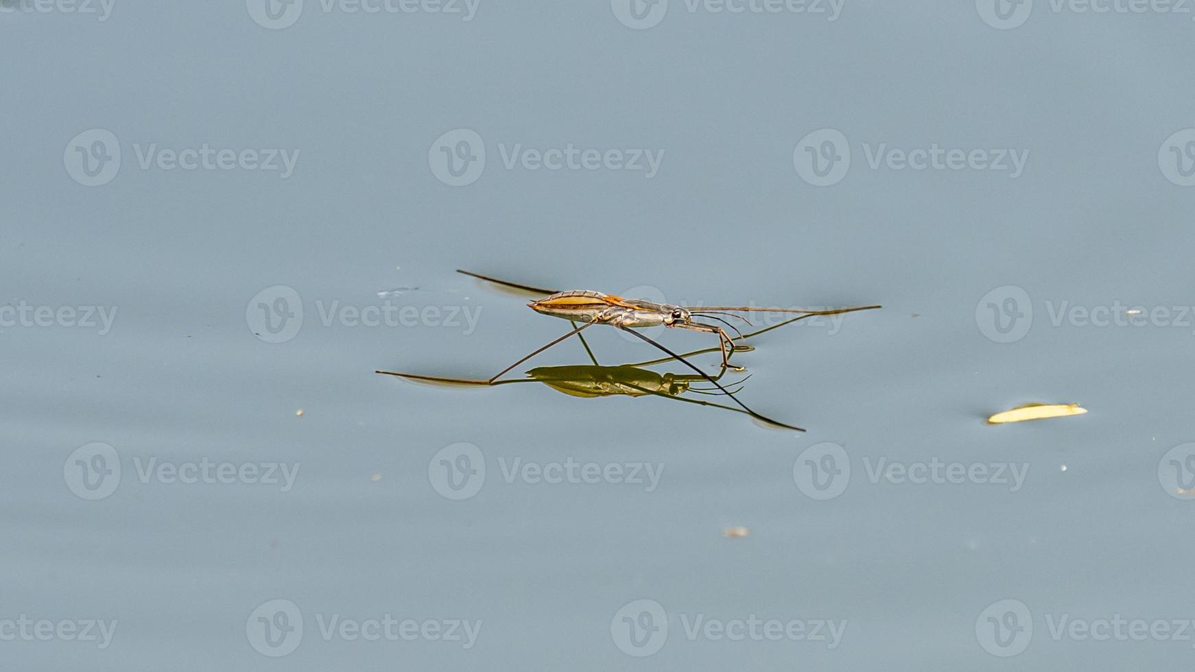 Water Striders or Pond Skaters in the pond photo