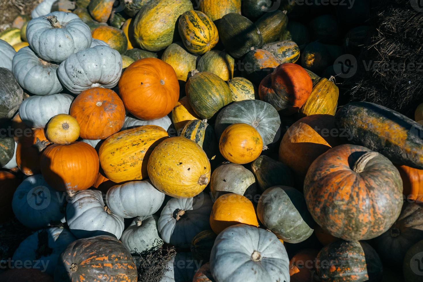 Diverse assortment of pumpkins in the market. Autumn harvest. photo