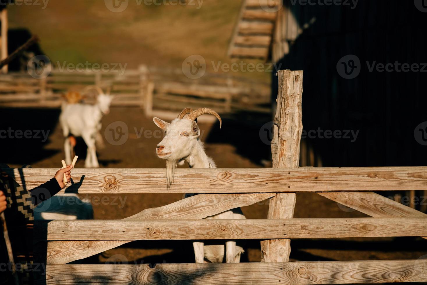 A young beautiful woman feeds a goat behind a fence photo