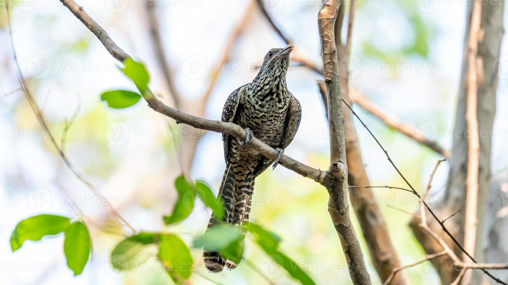 A female Asian koel perch on tree photo