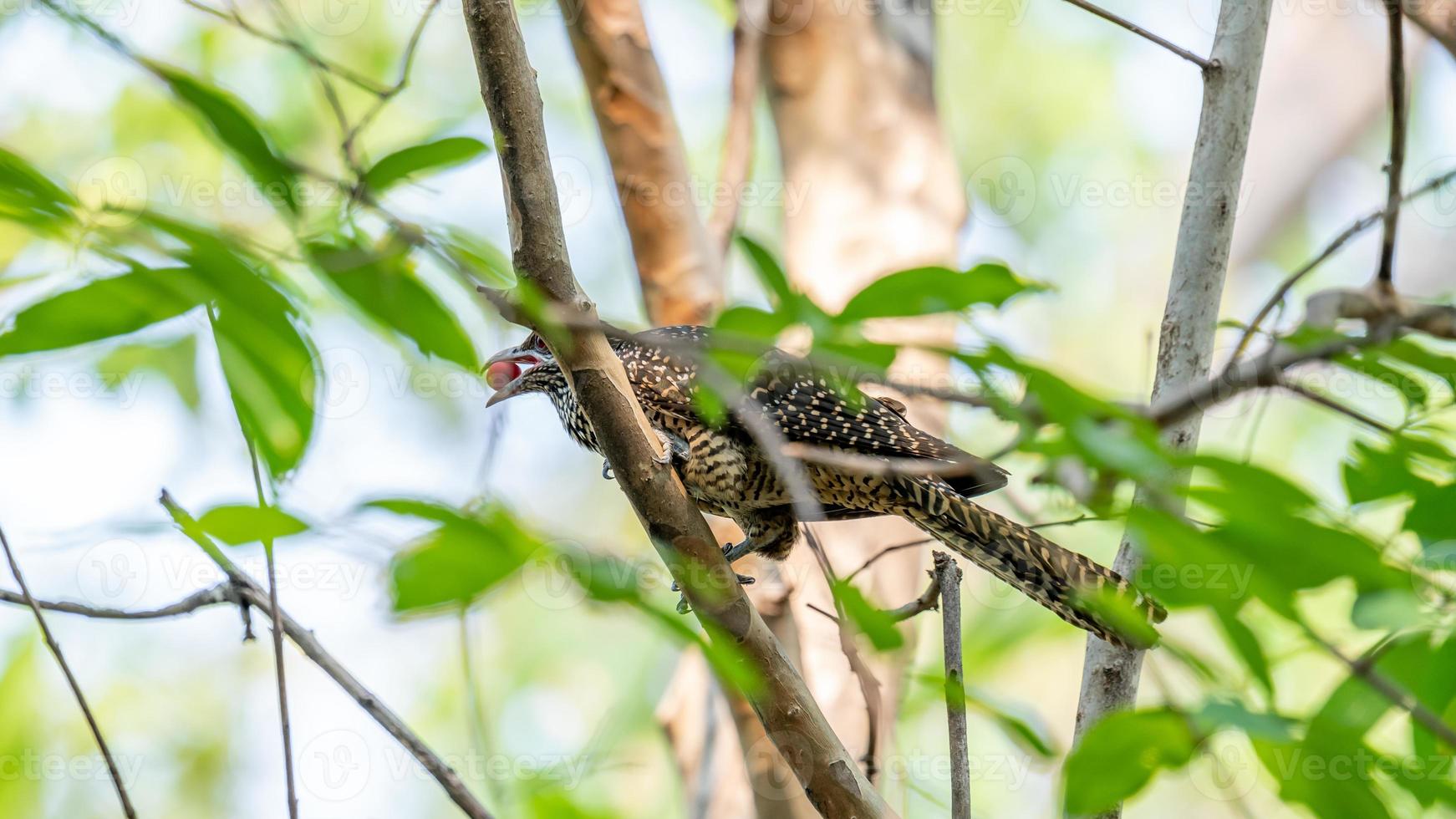 A female Asian koel perch on tree photo