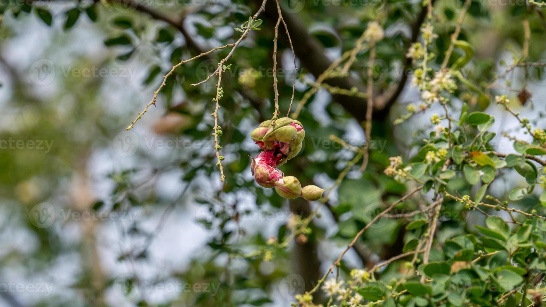 Manila tamarind blooming on tree photo