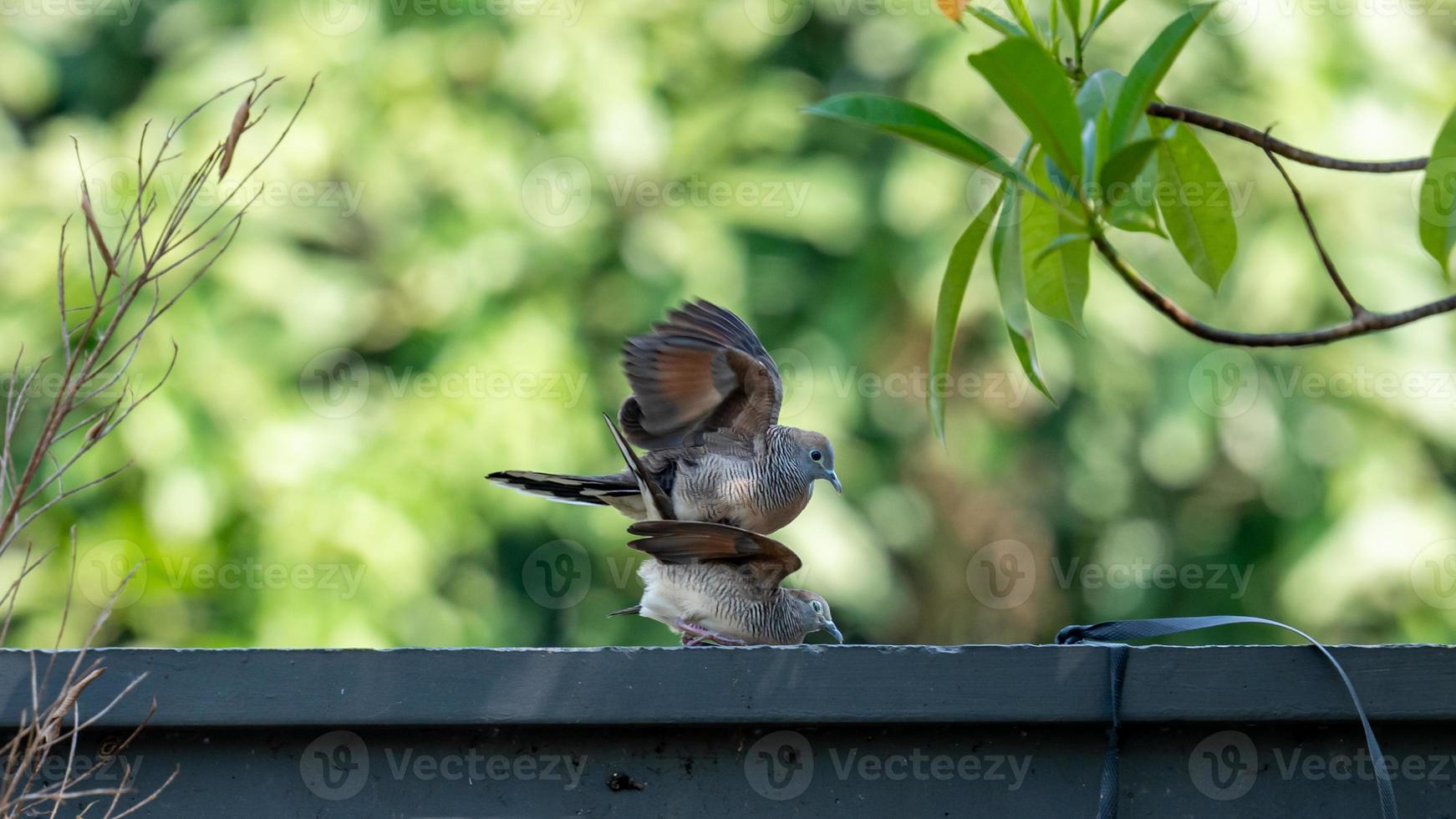 couple of Zebra dove on the fence photo