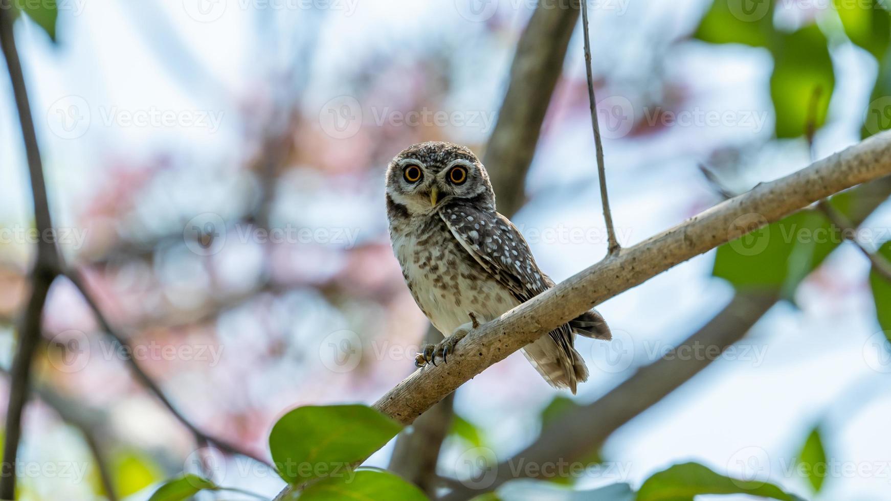 mochuelo manchado posado en un árbol foto