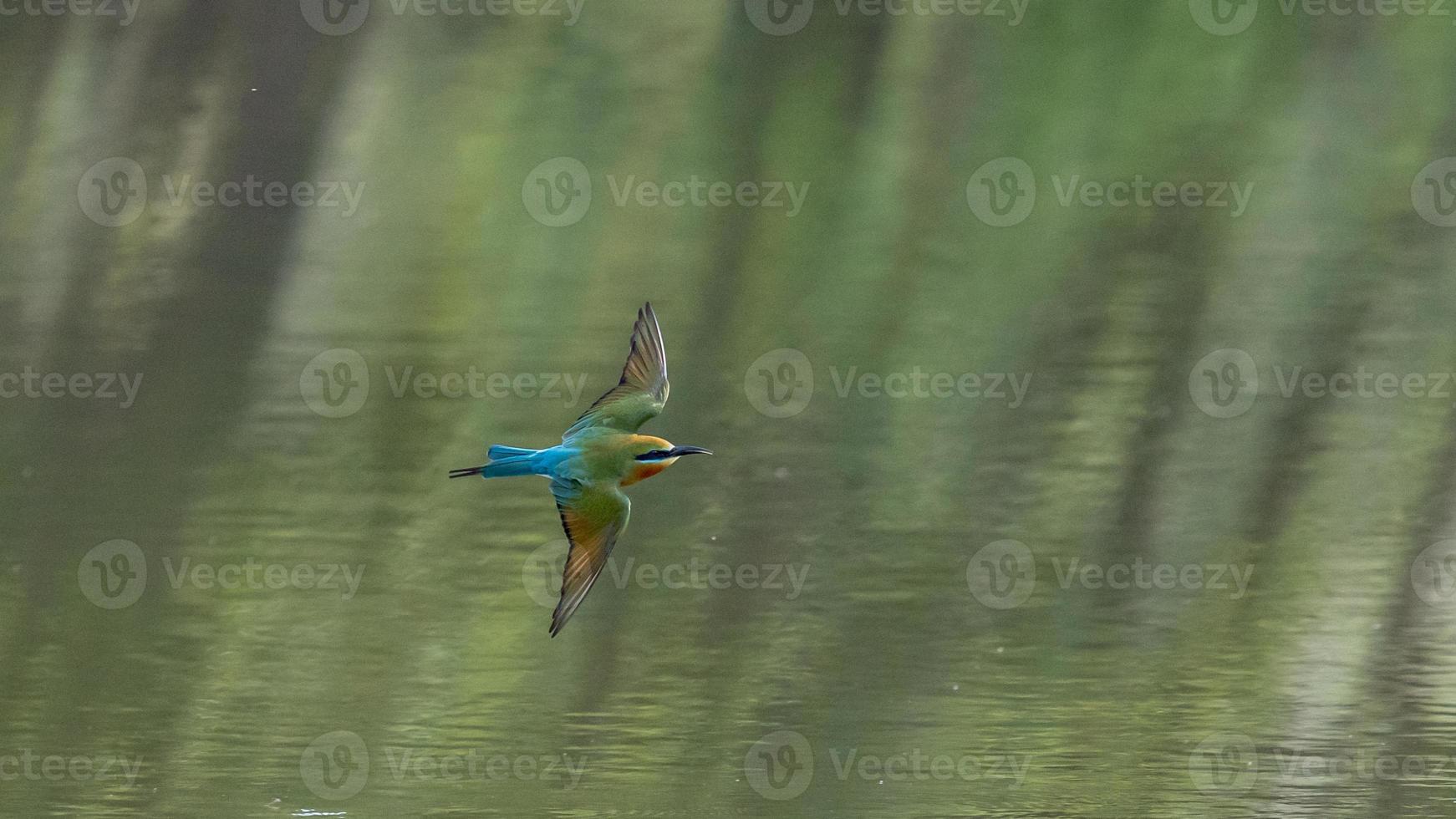 blue tailed bee eater flying over the pond in nature photo