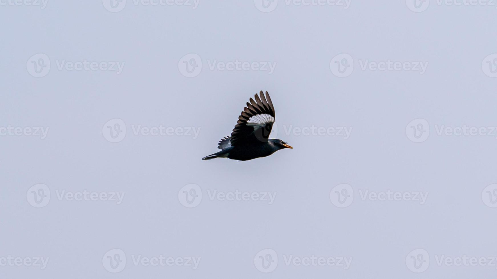 White-vented Myna flying in to the sky photo