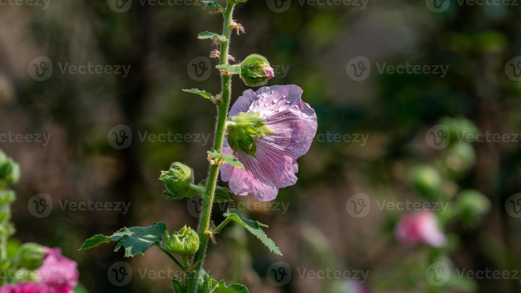 Hollyhock flower blooming on tree photo