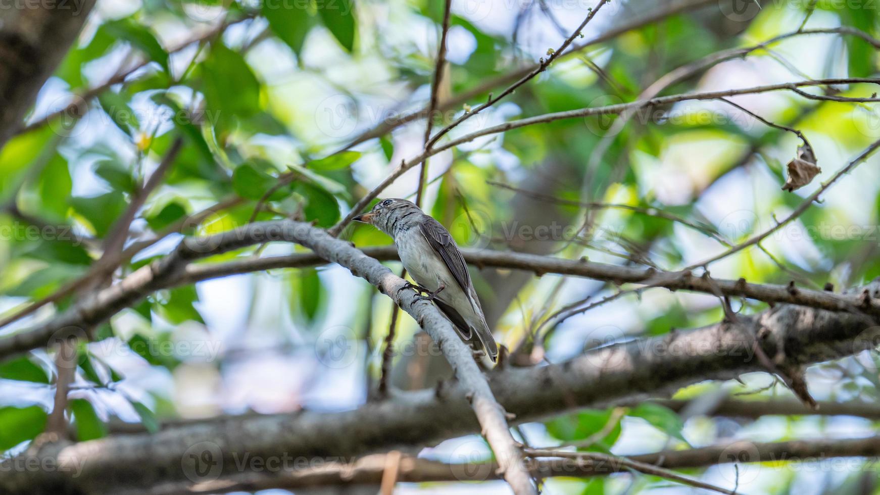 Asian Brown Flycatcher perched on tree photo