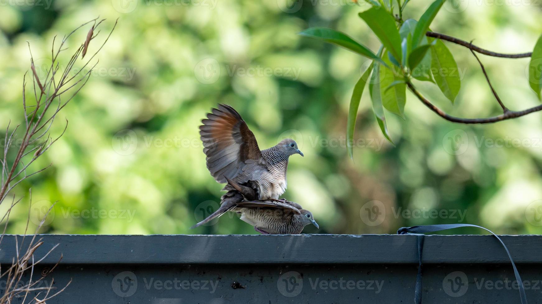 couple of Zebra dove on the fence photo