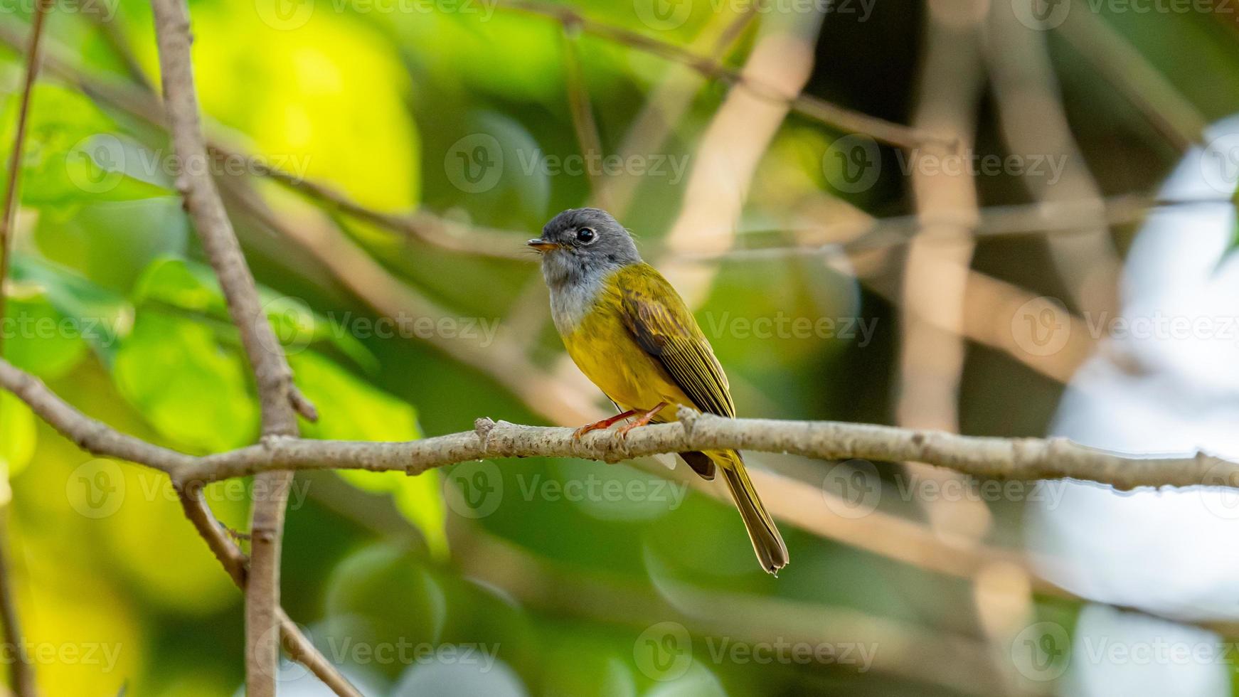 canoso papamoscas-canario encaramado en árbol foto