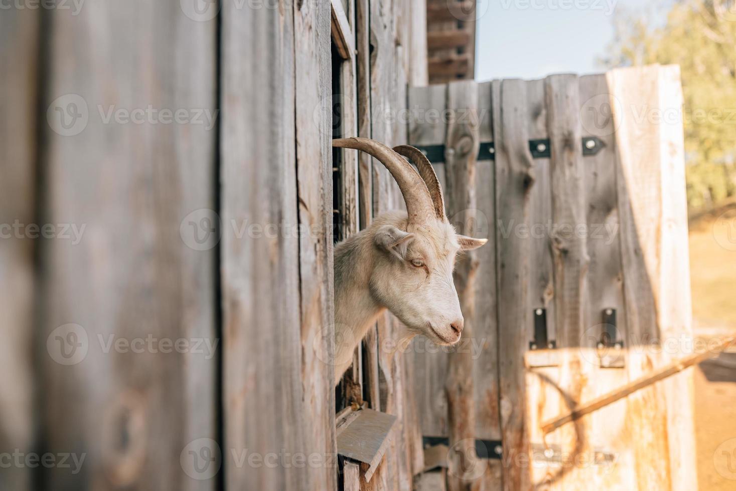 A curious goat poked its head out of the wooden pen photo