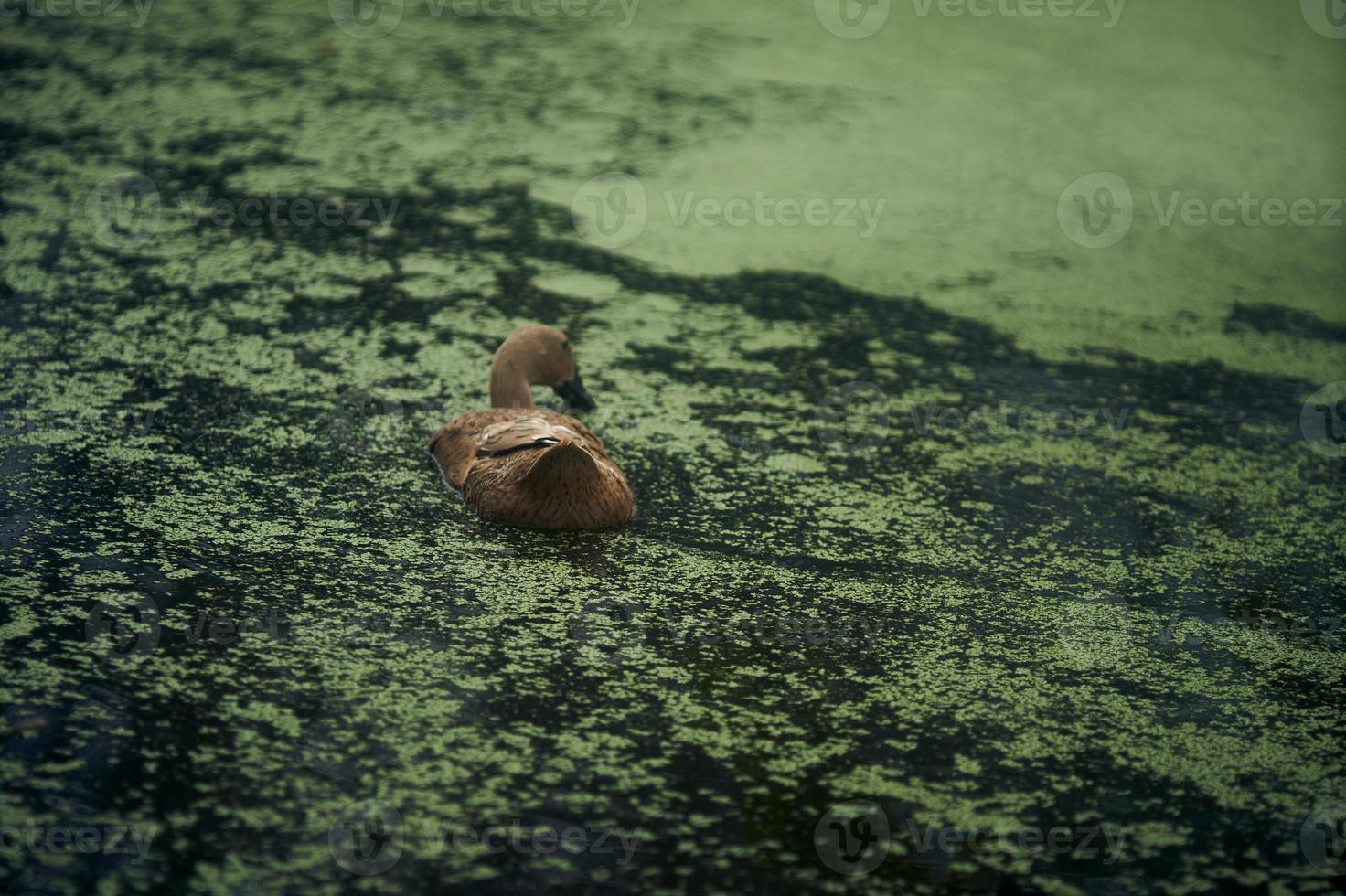 A brown duck is swimming in the polluted lake. Lake filled with Lenma. Selective focus. photo