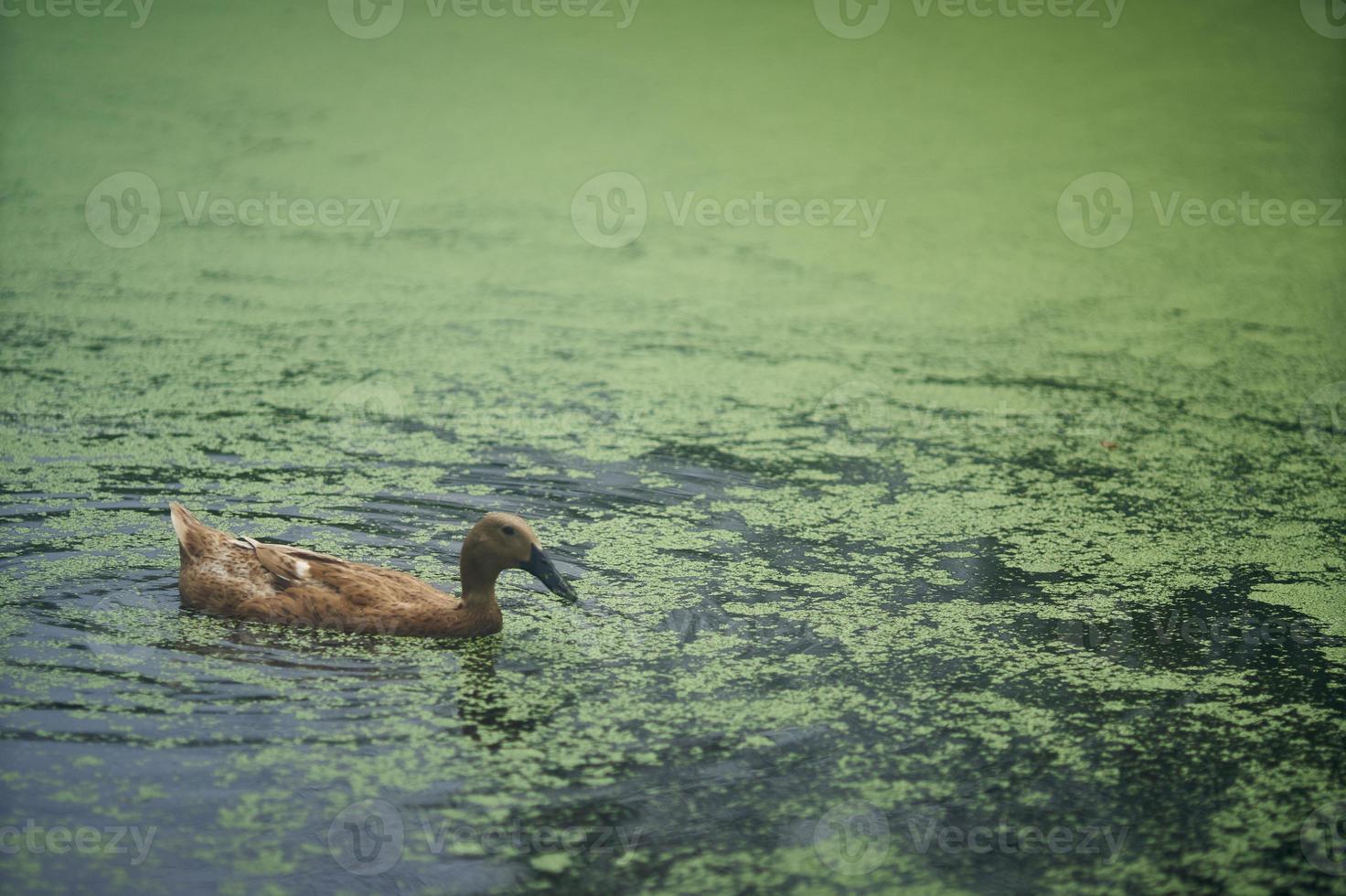 A brown duck is swimming in the polluted lake. Lake filled with Lenma. Selective focus. photo