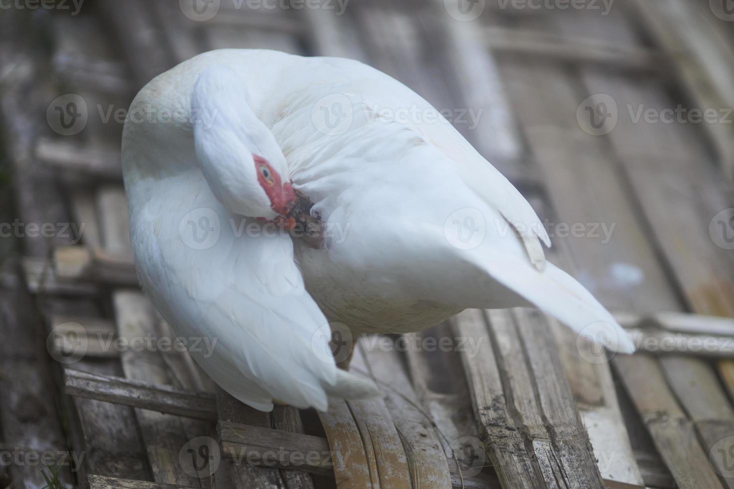 A white duck is standing on the bamboo woven and touching its beak with its feathers. Pure white small duck with red spot around eyes and pink bake standing on bamboo woven on warm sunny winter day. photo