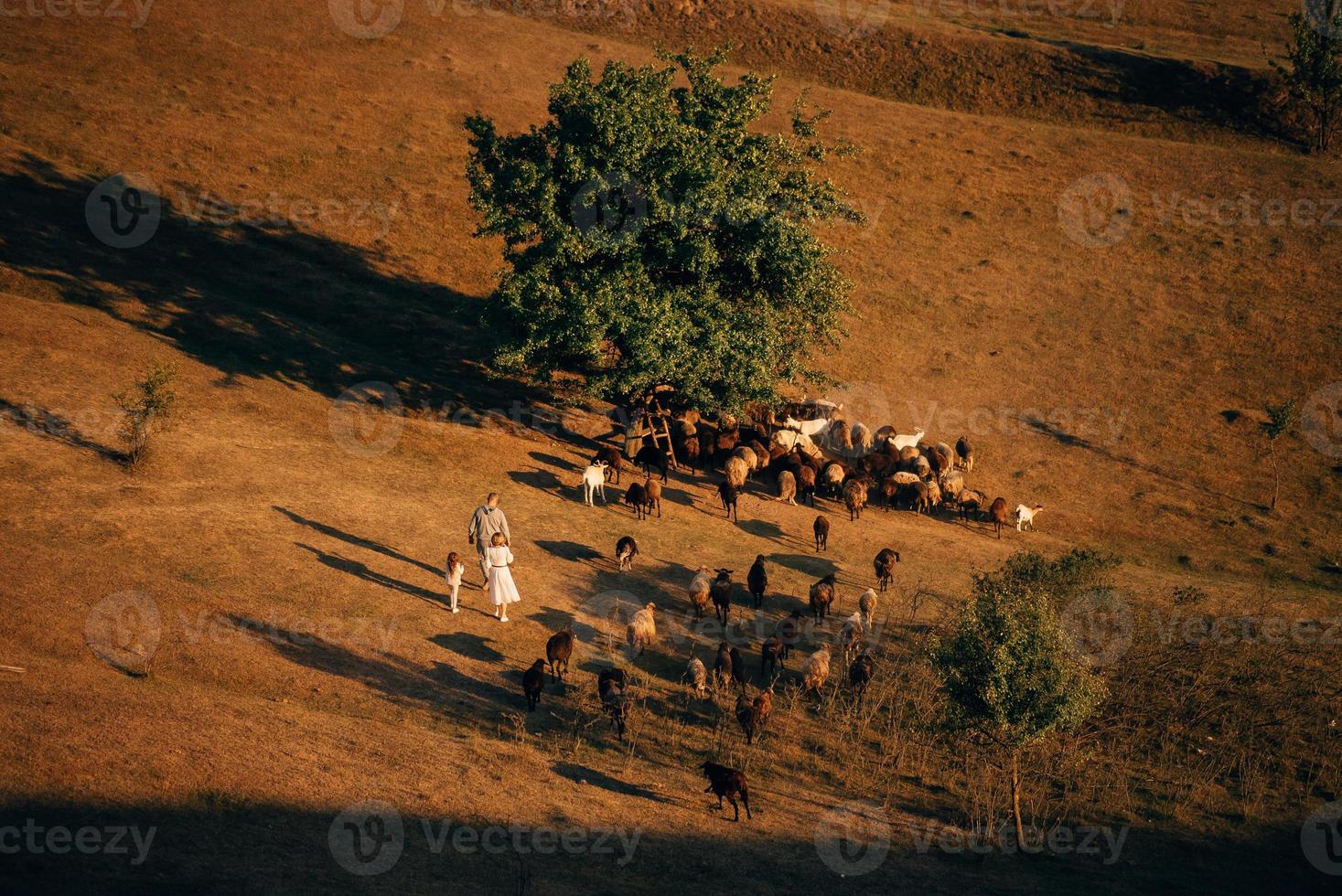 A family with a flock of sheep on a meadow photo