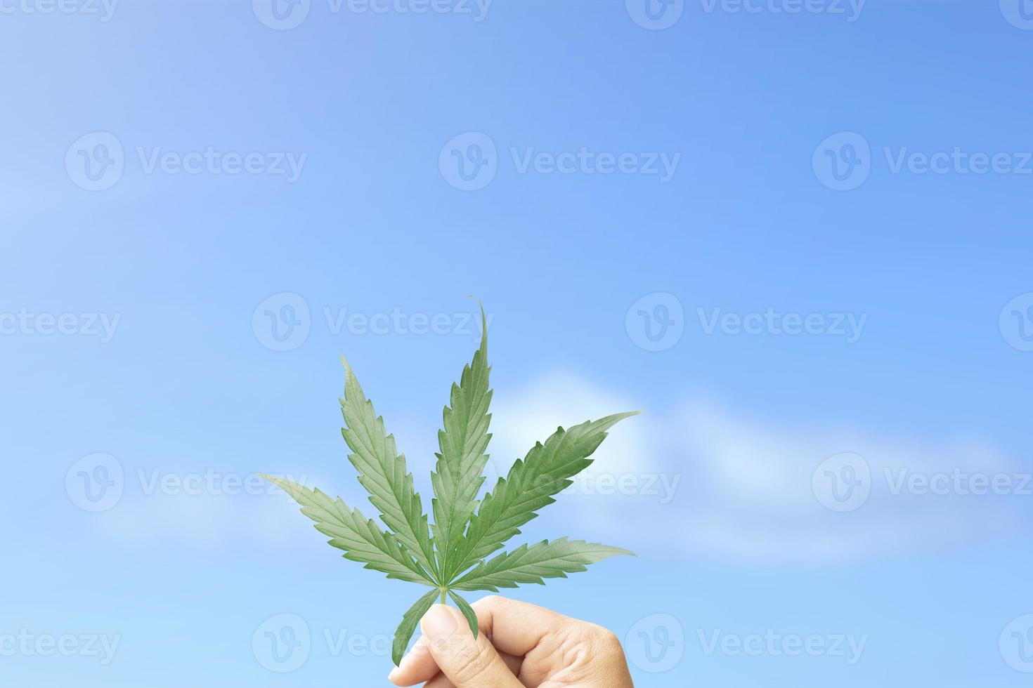 Hand holds cannabis leaf against blue sky photo