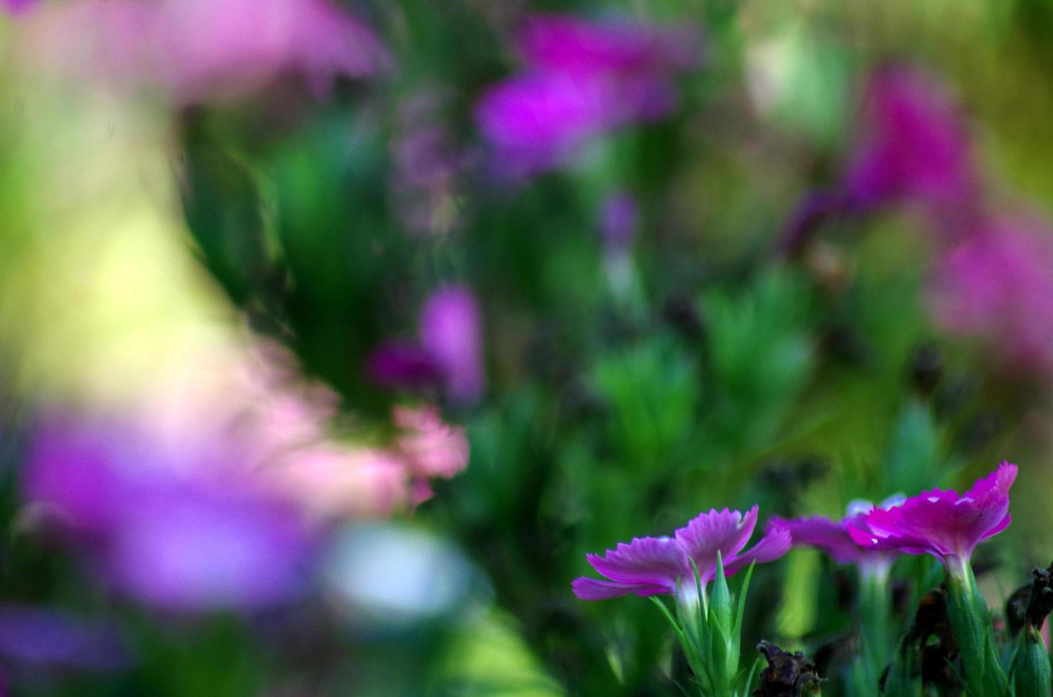 Jolt Pink Magic Flower in the background melting from the purple flower leaves photo