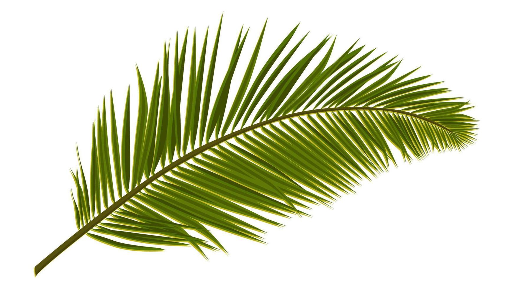Green realistic palm leaves isolated on white. Palm branch for composing a collage. Vector illustration.