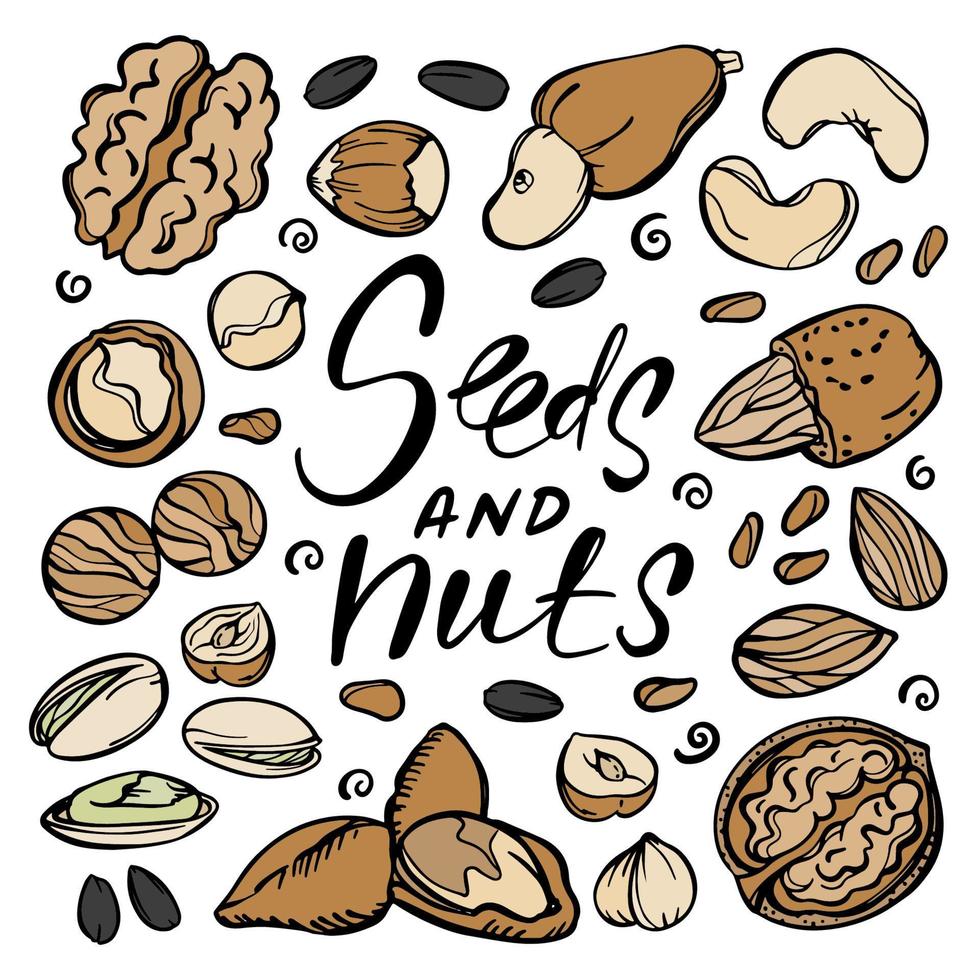 SEEDS AND NUTS Food Sketch Clip Art Vector Illustration Set