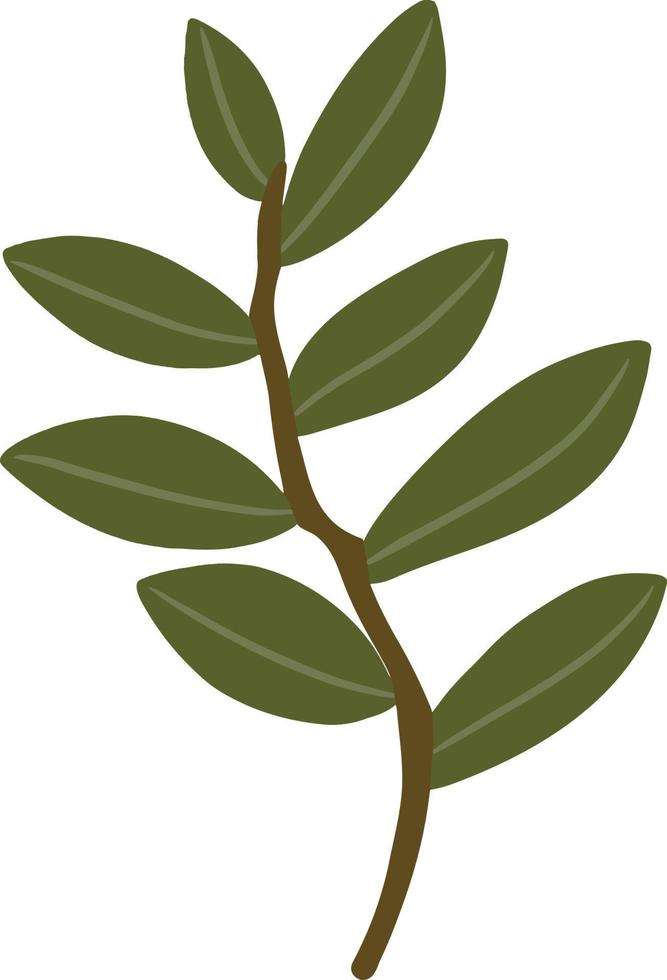 Leaves on a green branch. vector