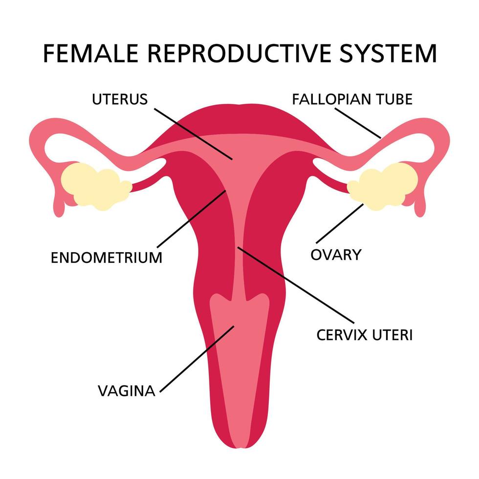 REPRODUCTIVE SYSTEM Women Diagram For Medical Education vector