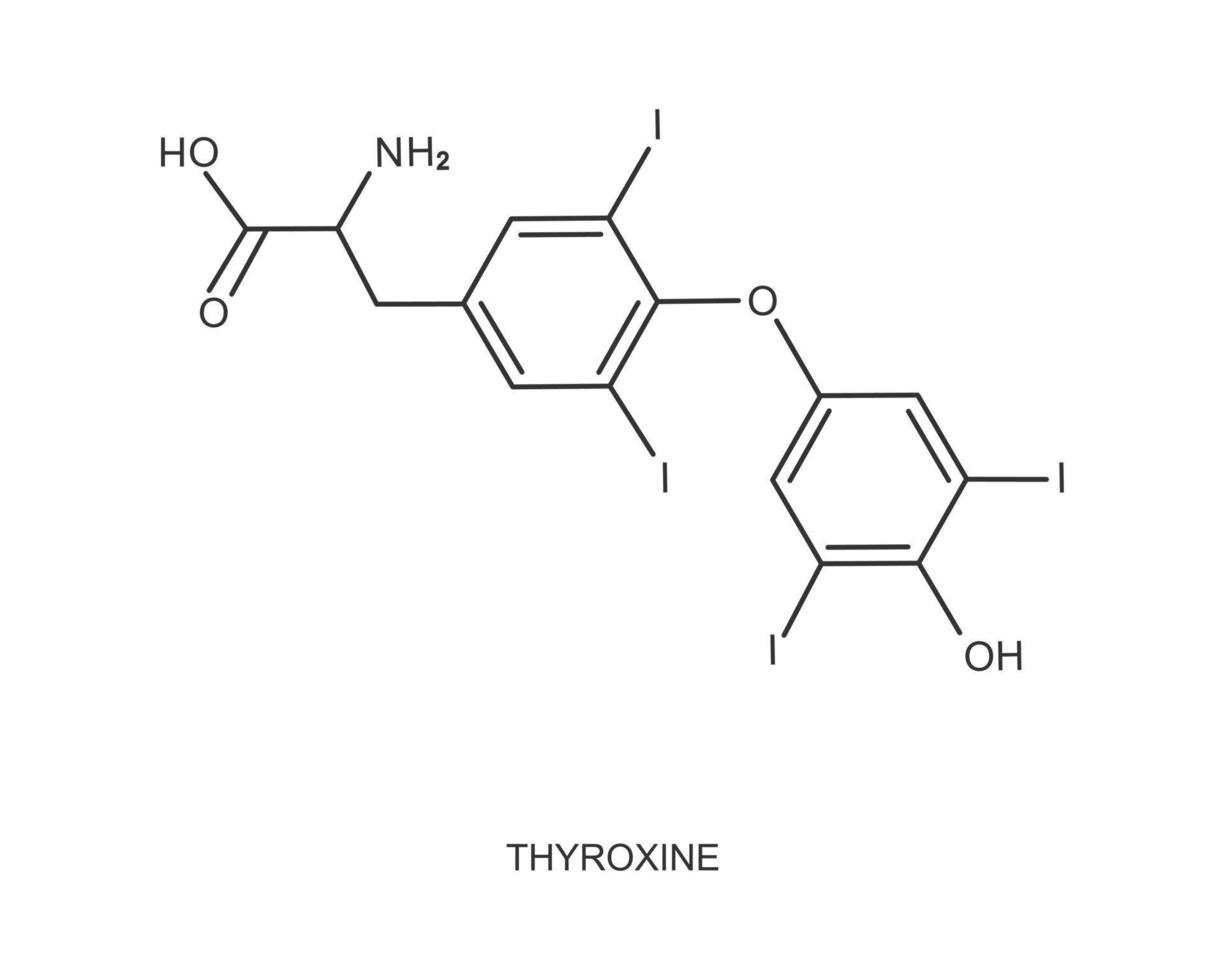 tiroxina icono. químico molecular estructura. mayor endógeno hormona secretado por el tiroides glándula vector